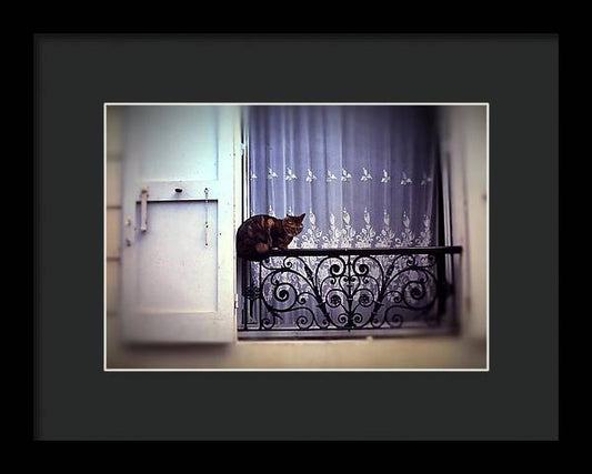 Vintage Travel Cat on a French Balcony 1967 - Framed Print
