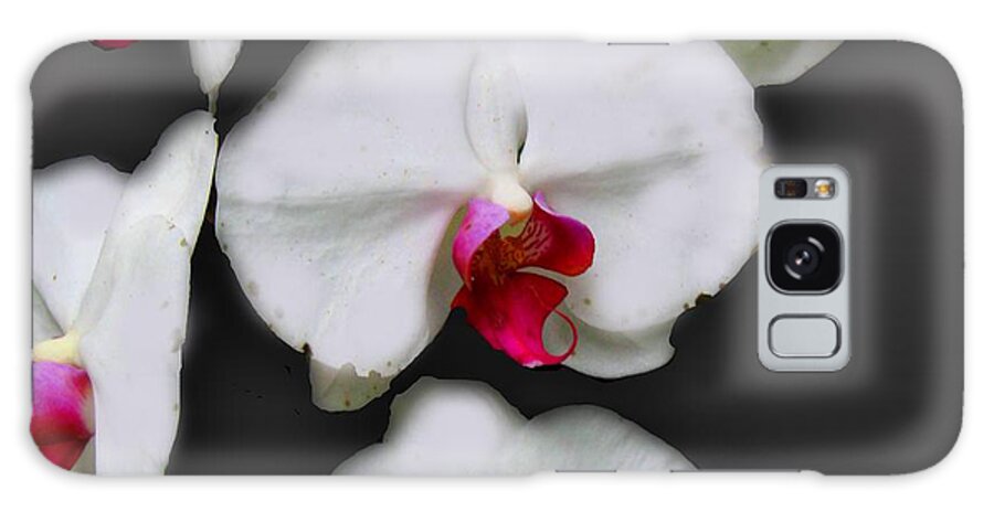 White and Pink Orchids - Phone Case