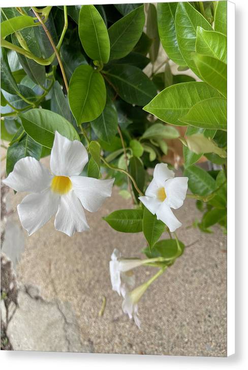 White Sidewalk Flower - Canvas Print