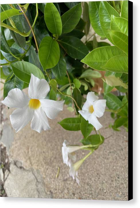 White Sidewalk Flower - Canvas Print