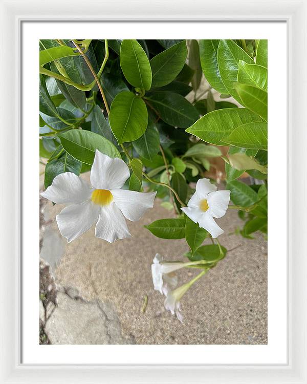 White Sidewalk Flower - Framed Print