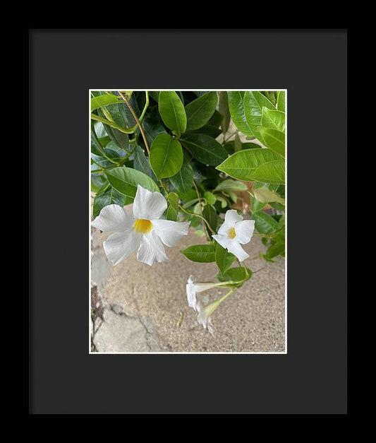 White Sidewalk Flower - Framed Print