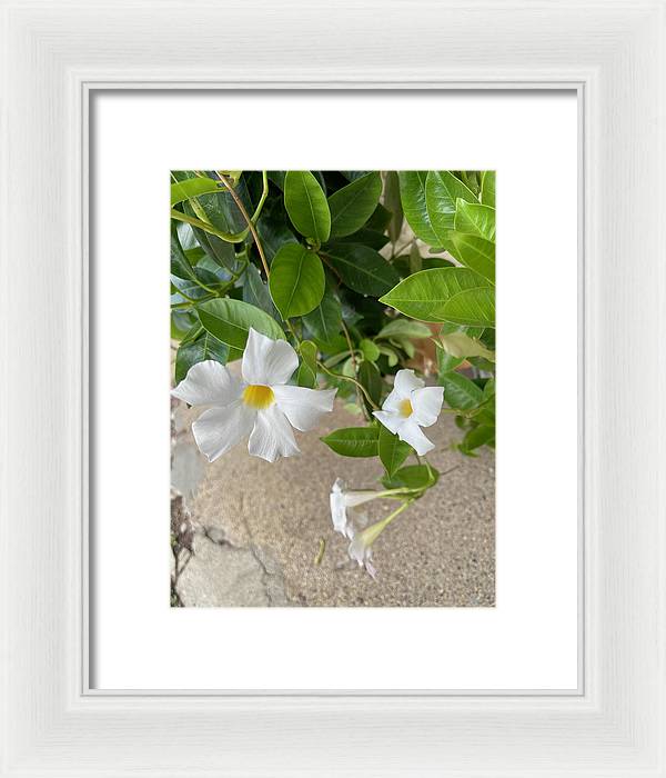 White Sidewalk Flower - Framed Print