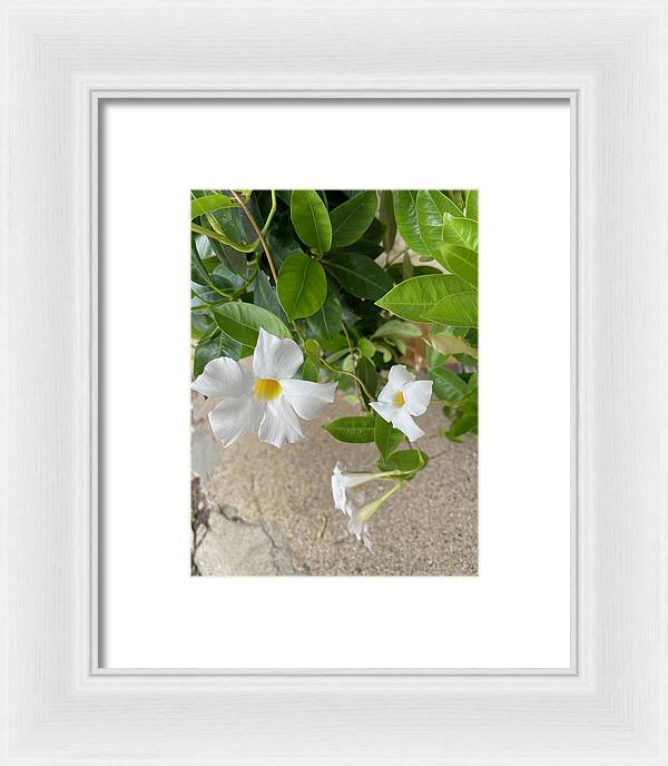White Sidewalk Flower - Framed Print