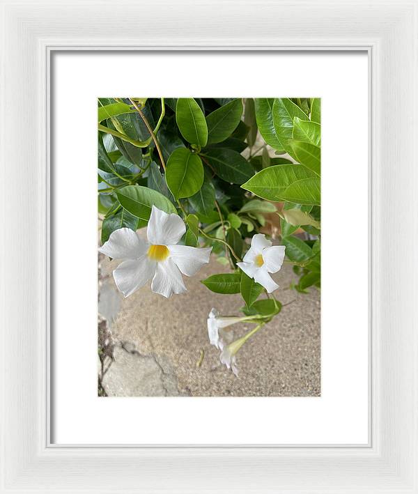White Sidewalk Flower - Framed Print
