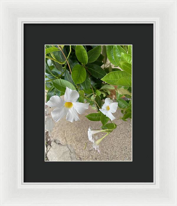 White Sidewalk Flower - Framed Print