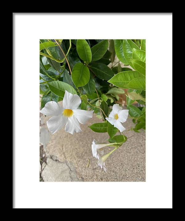White Sidewalk Flower - Framed Print