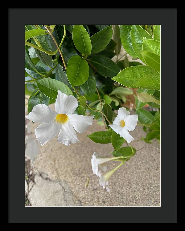 White Sidewalk Flower - Framed Print