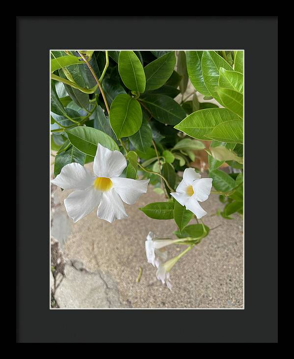 White Sidewalk Flower - Framed Print