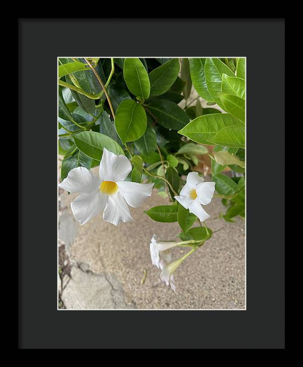 White Sidewalk Flower - Framed Print