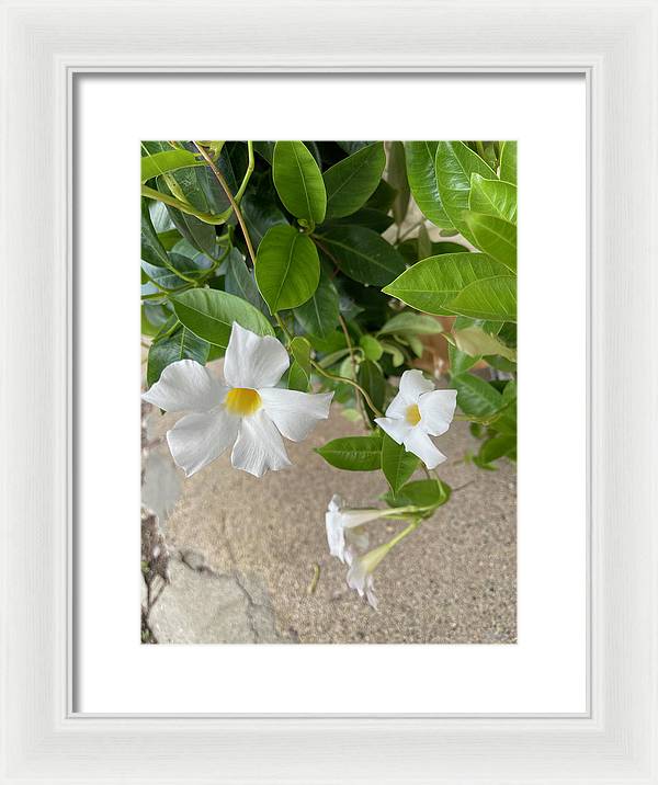 White Sidewalk Flower - Framed Print