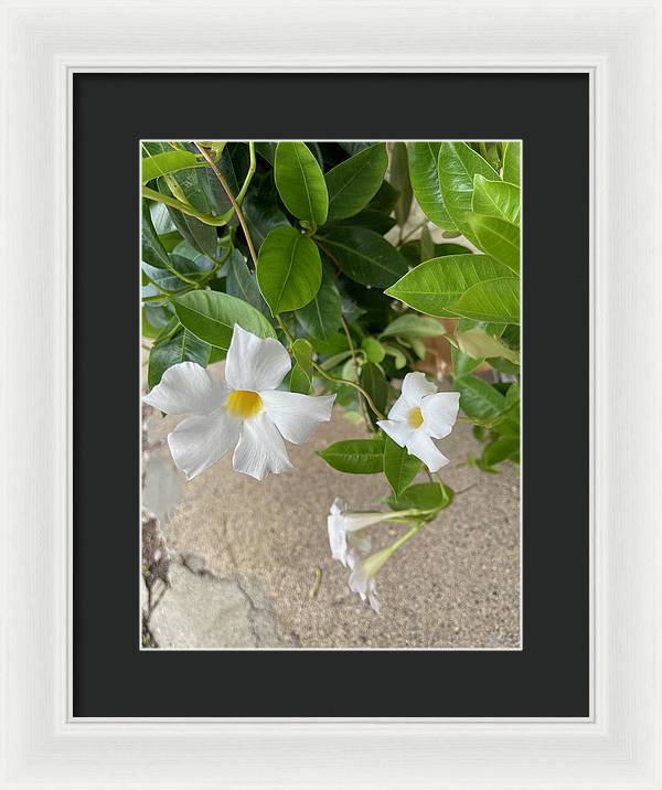 White Sidewalk Flower - Framed Print