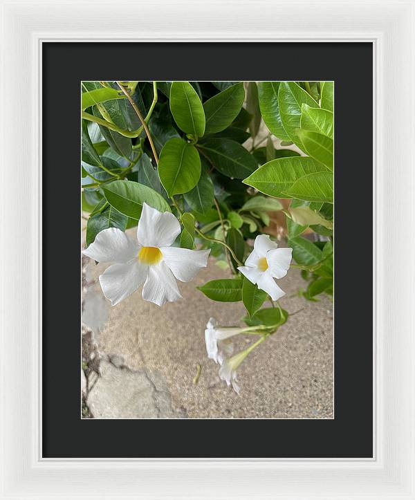 White Sidewalk Flower - Framed Print