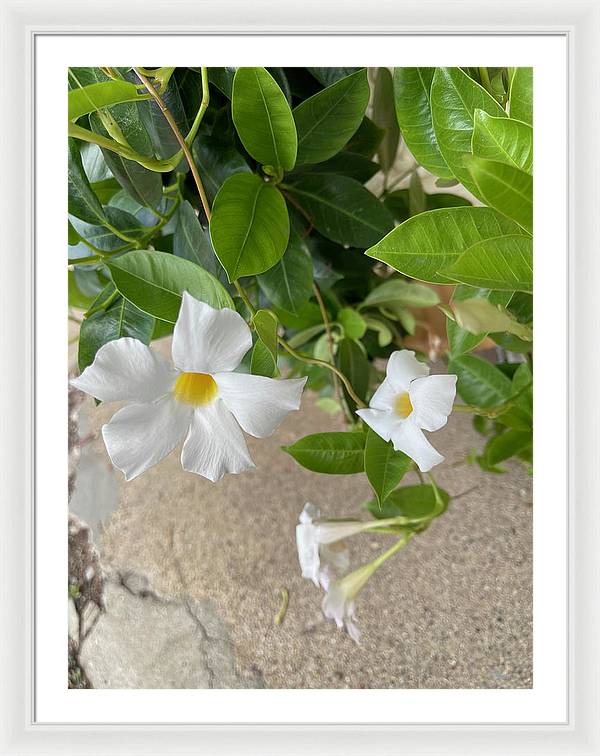 White Sidewalk Flower - Framed Print