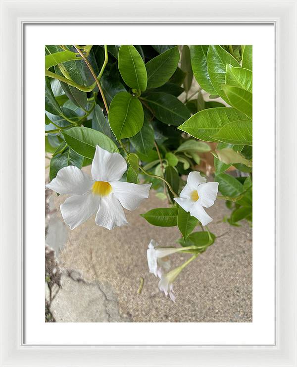 White Sidewalk Flower - Framed Print