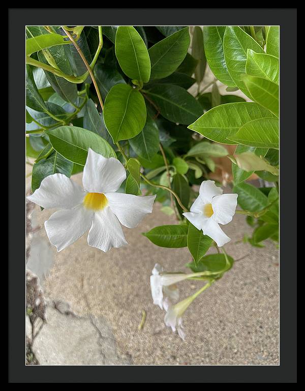 White Sidewalk Flower - Framed Print