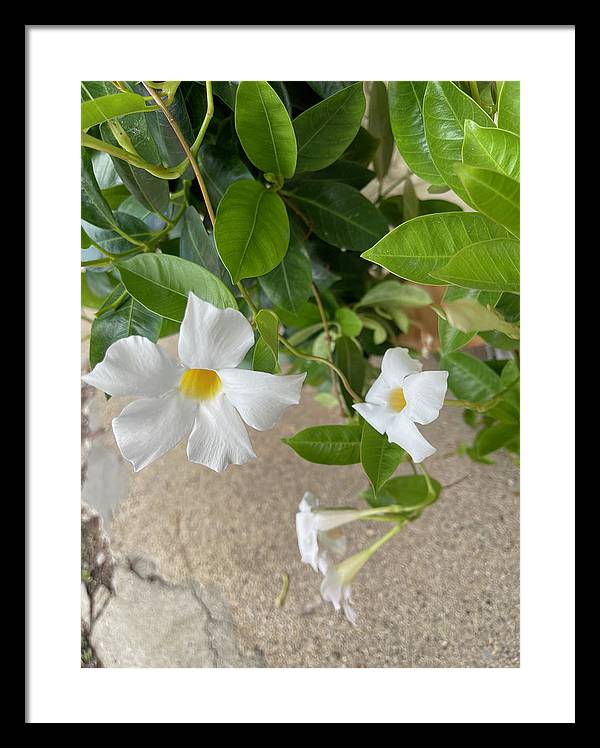 White Sidewalk Flower - Framed Print
