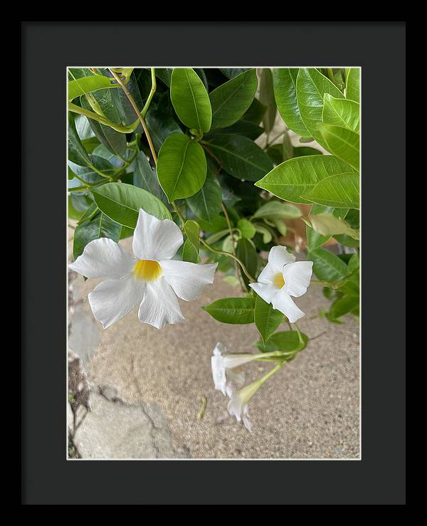White Sidewalk Flower - Framed Print