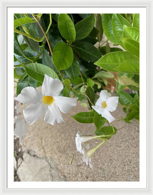 White Sidewalk Flower - Framed Print