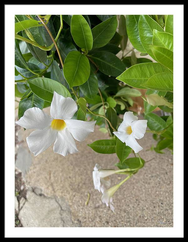 White Sidewalk Flower - Framed Print