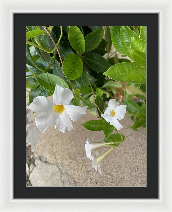 White Sidewalk Flower - Framed Print