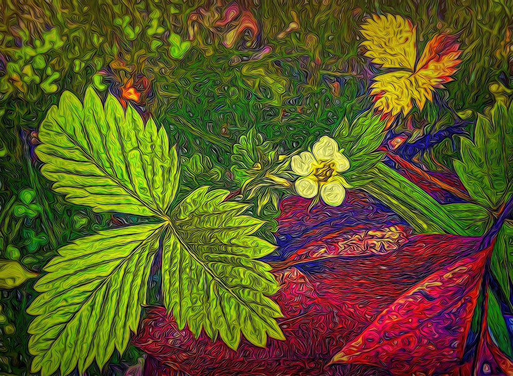 Wild Strawberry Plant Digital Image Download