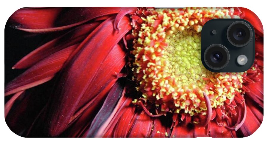Wilting Red Daisy - Phone Case
