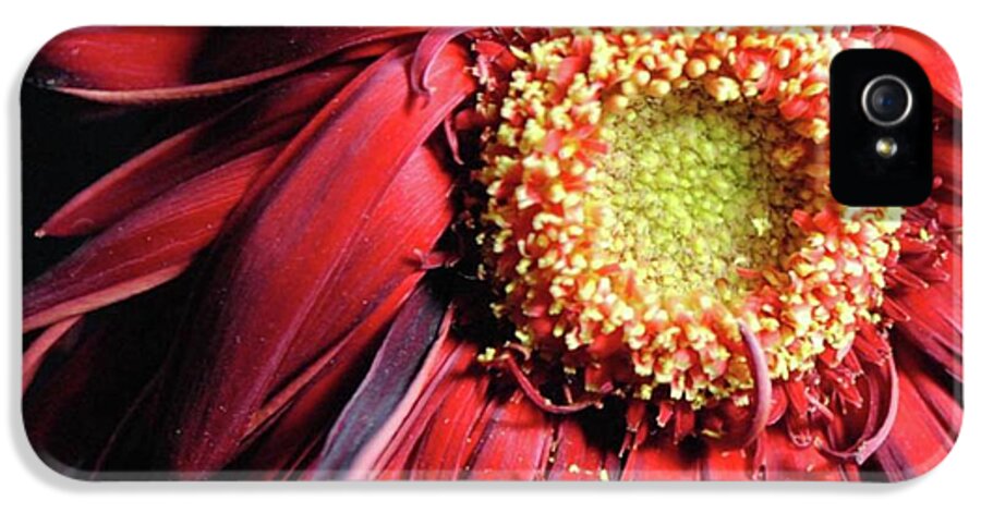Wilting Red Daisy - Phone Case