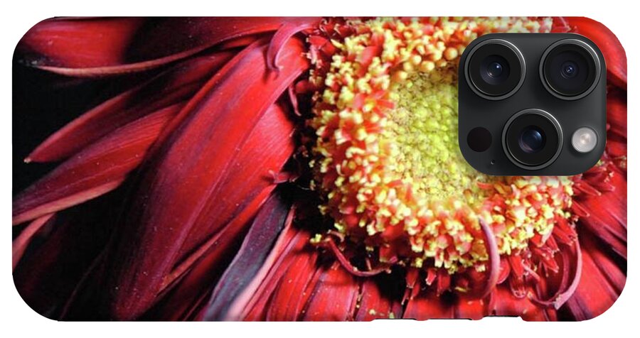 Wilting Red Daisy - Phone Case