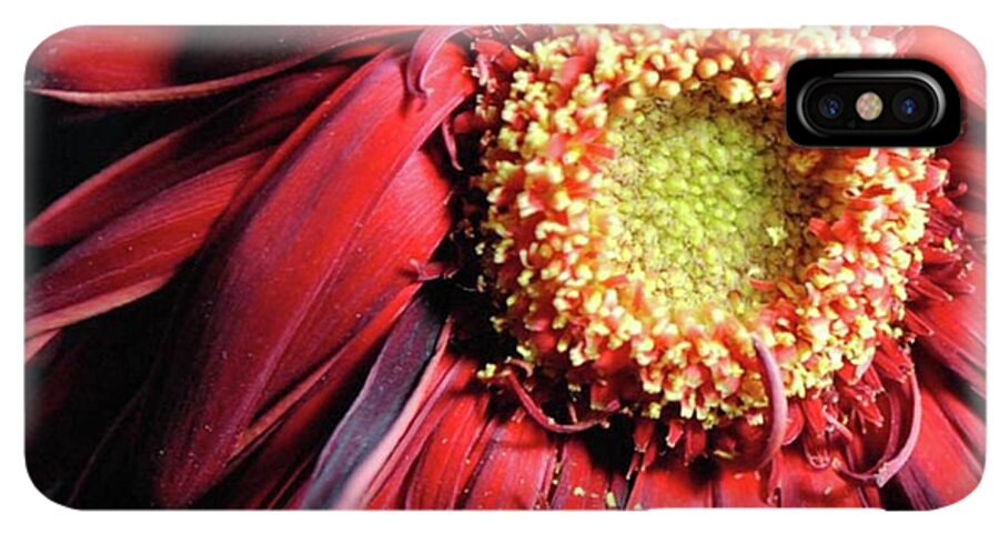 Wilting Red Daisy - Phone Case
