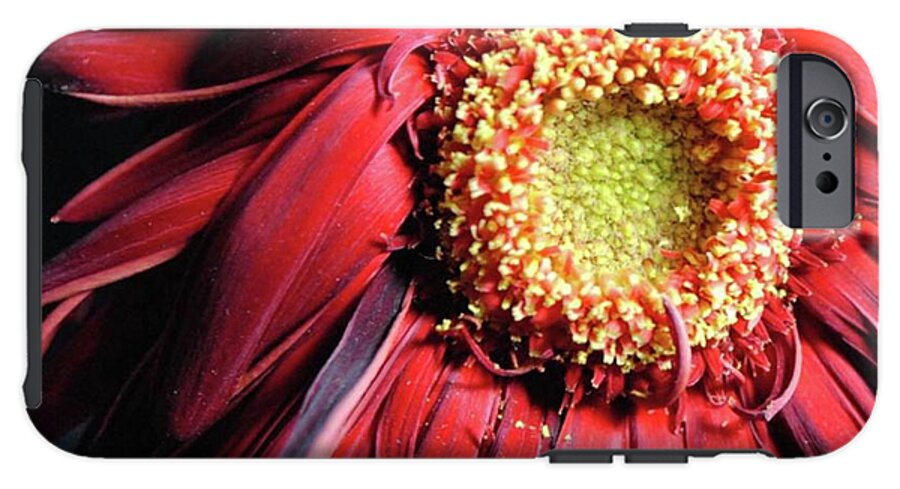 Wilting Red Daisy - Phone Case