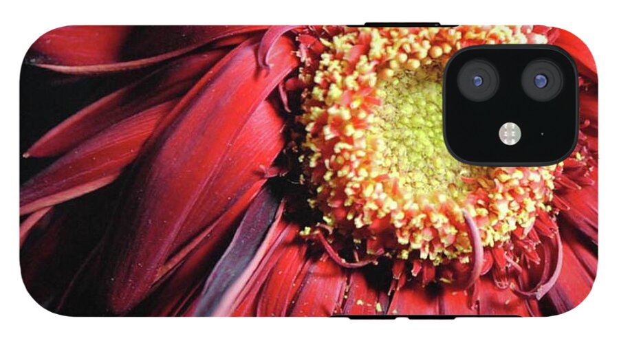 Wilting Red Daisy - Phone Case