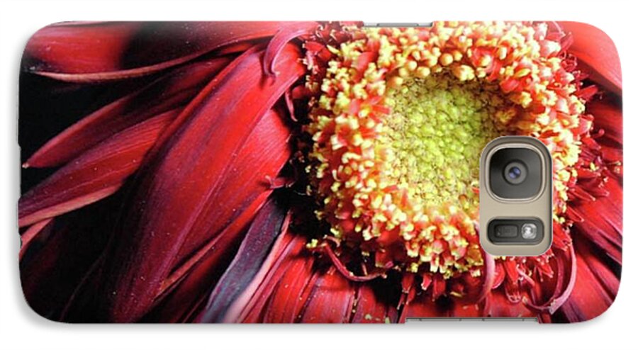 Wilting Red Daisy - Phone Case
