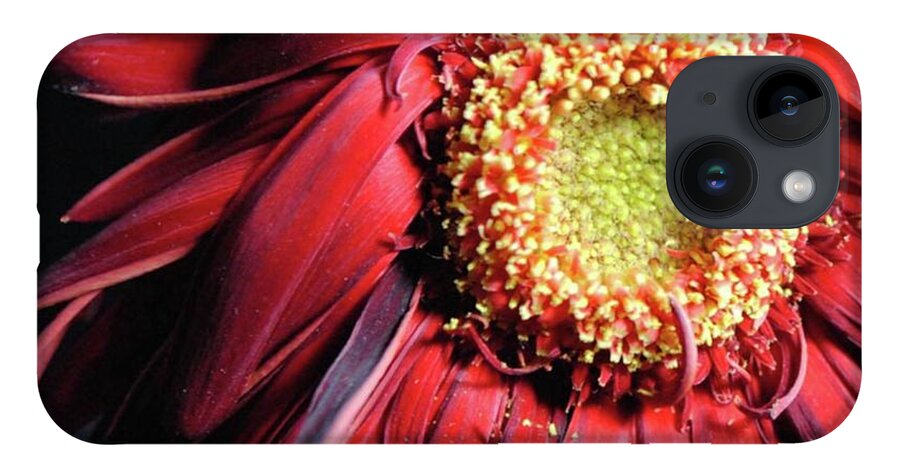 Wilting Red Daisy - Phone Case