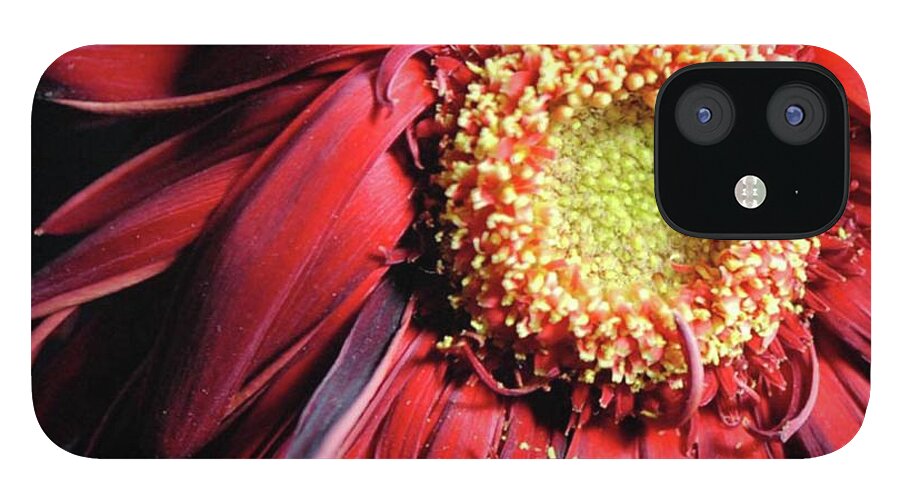 Wilting Red Daisy - Phone Case
