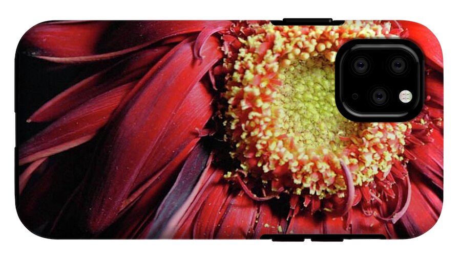 Wilting Red Daisy - Phone Case
