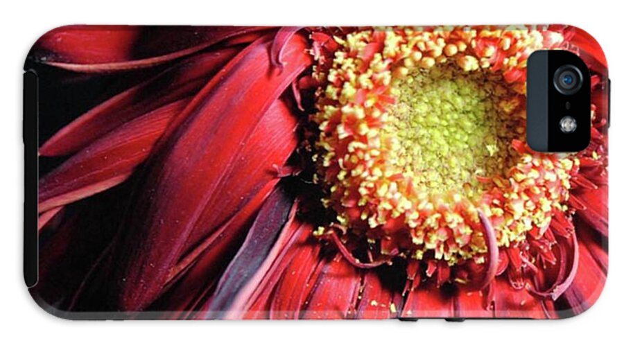 Wilting Red Daisy - Phone Case