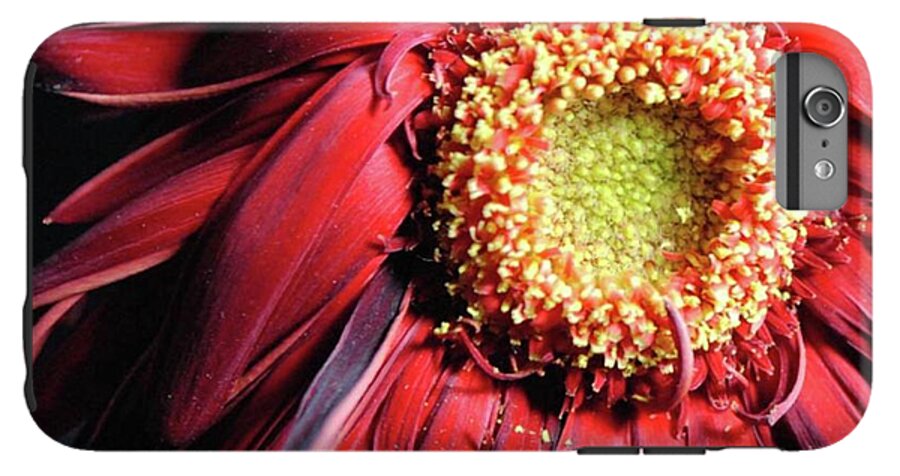 Wilting Red Daisy - Phone Case