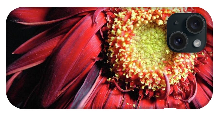 Wilting Red Daisy - Phone Case