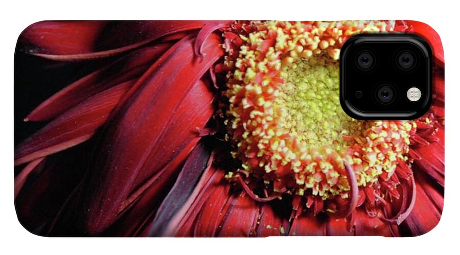 Wilting Red Daisy - Phone Case