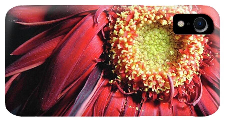 Wilting Red Daisy - Phone Case