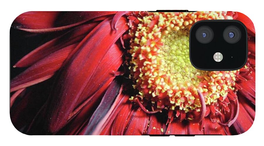 Wilting Red Daisy - Phone Case