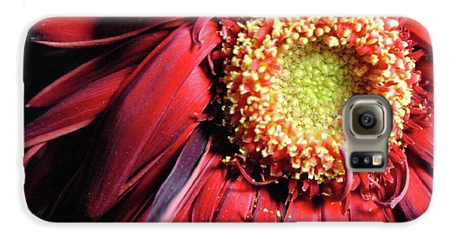 Wilting Red Daisy - Phone Case