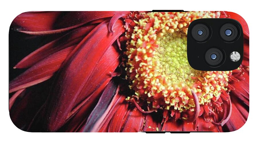 Wilting Red Daisy - Phone Case