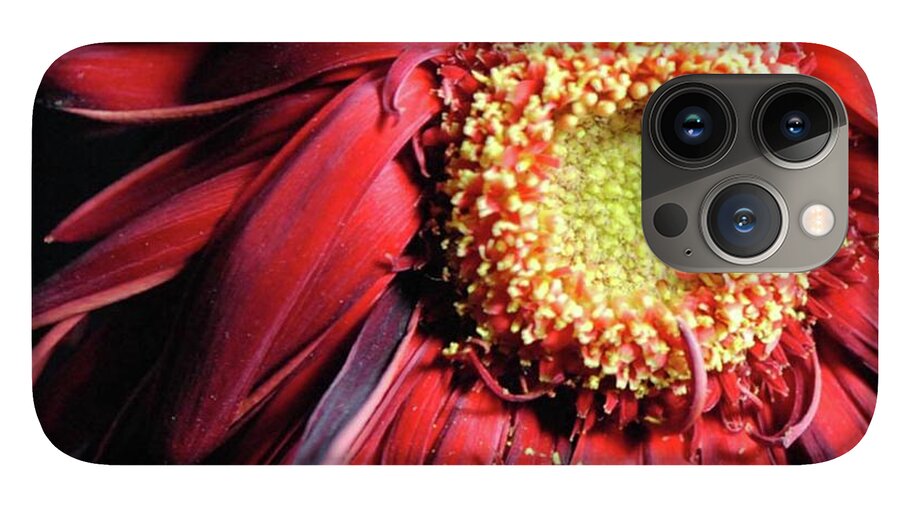 Wilting Red Daisy - Phone Case