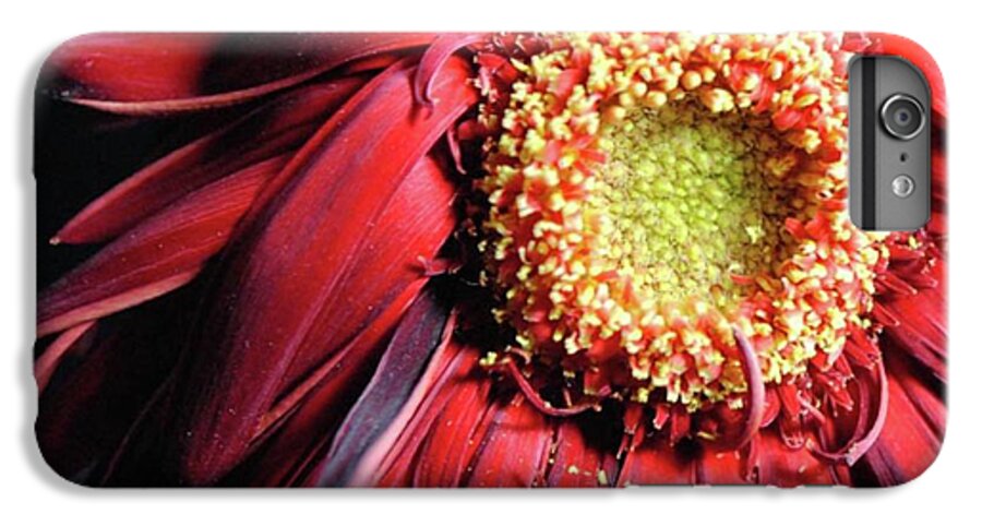 Wilting Red Daisy - Phone Case
