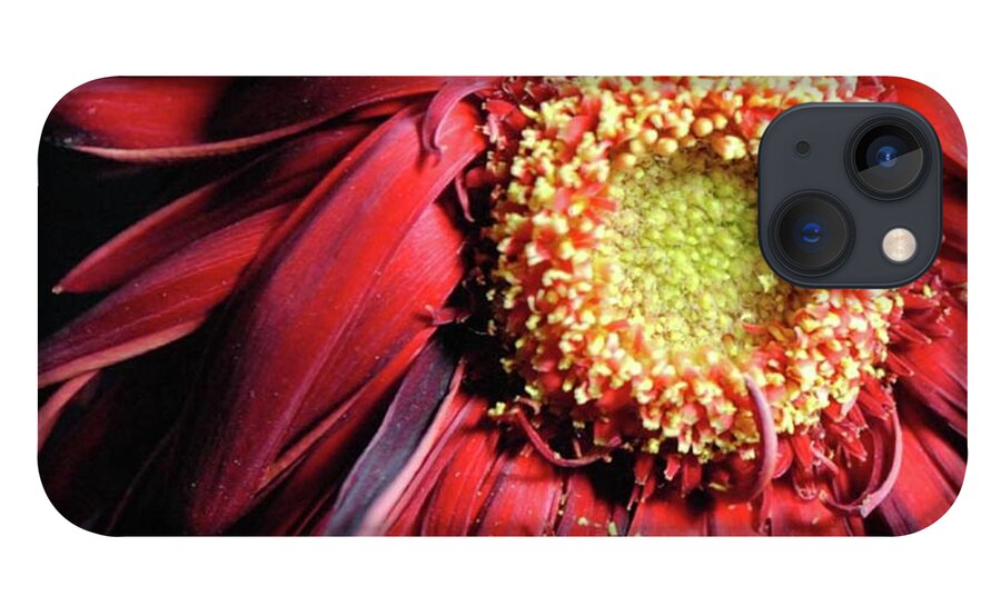 Wilting Red Daisy - Phone Case