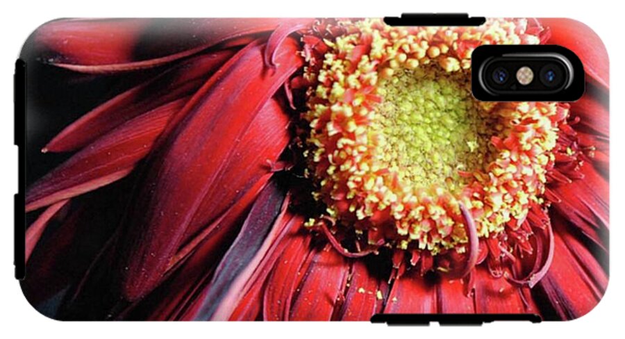 Wilting Red Daisy - Phone Case
