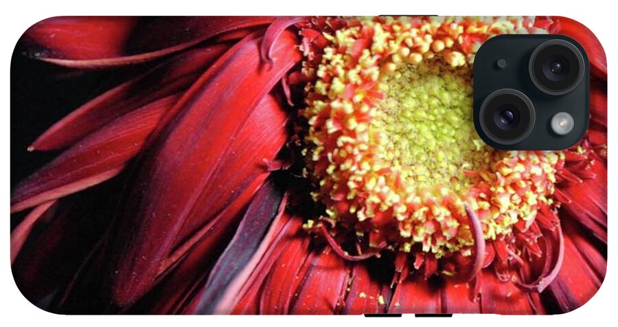 Wilting Red Daisy - Phone Case