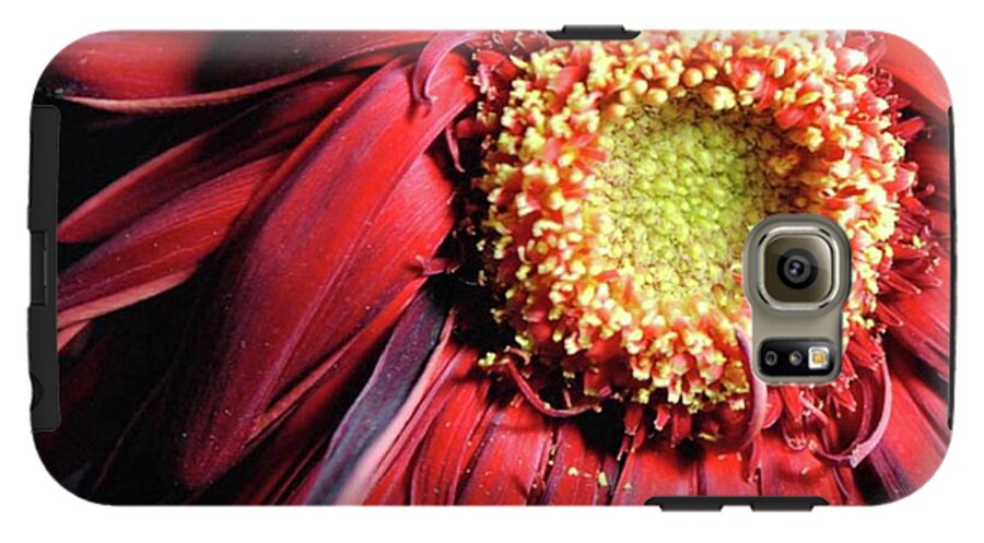Wilting Red Daisy - Phone Case